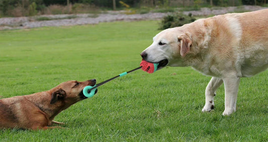 Popular pet products toy combination pull rope training molar bite resistant ball dog toy
